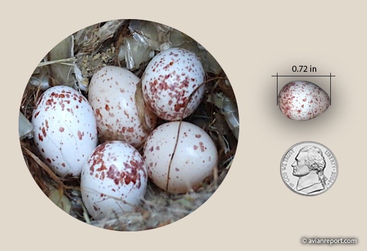 Tufted Titmouse eggs by Al Begazo, © Avian Report, avianreport.com; permission required for use.